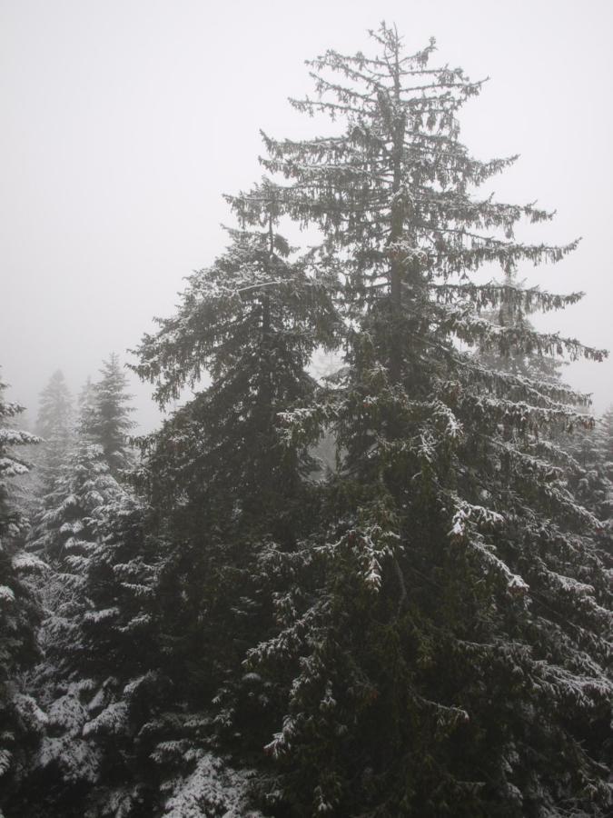 Borovets Forest View Exterior foto